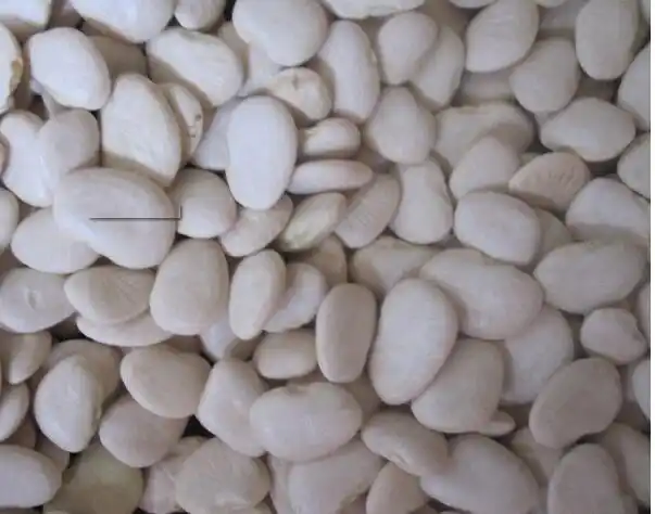 h217精选优质白刀豆无硫无杂无污染植物原药材大刀豆白