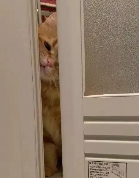是这样想的,它却硬是要挤进浴室里来看,想突破小小的门缝强行挤进浴室