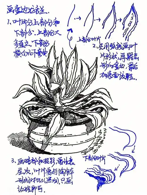 画金边龙舌兰画法超简单详细解析