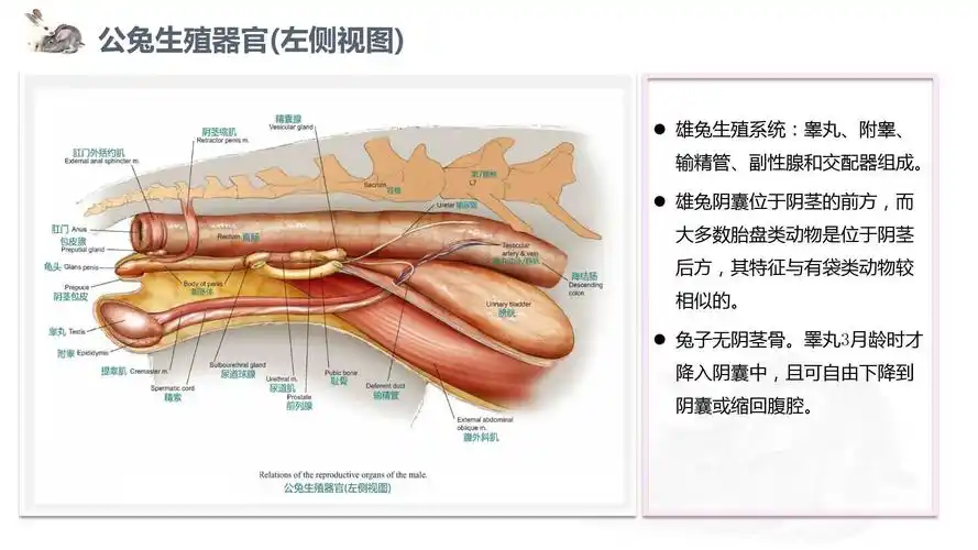 兔子的解剖特点所属课程另类宠物饲养与疾病防治