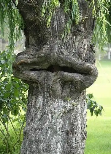 揭秘南非传说中的"吃人树"之谜