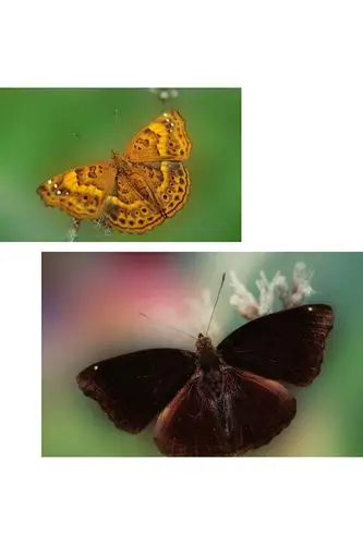 雌雄罗蛱蝶:罗蛱蝶与众不同,一般蝴蝶是雄性比雌性漂亮,而罗蛱蝶的却