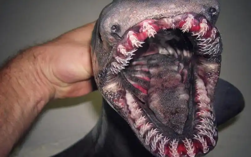 关于深海那些令人恐惧的未知生物慎入