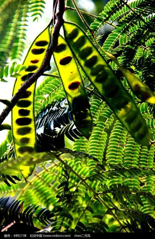 阳光下的合欢花荚果