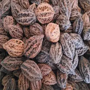 把玩核桃东北大秋子练手核桃野生山核桃文玩异形