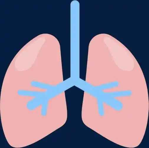 肺部简单手绘示意图卡通肺的矢量解图片肺炎卡通简笔画画法步骤