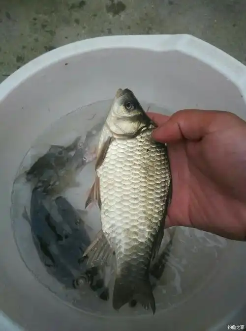 清明假期三天的战报 蚯蚓饵料钓鲫鱼