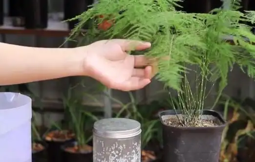 文竹浇白糖水有用吗(文竹浇白糖水有用吗怎么浇)