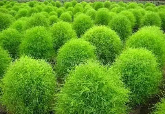 扫帚苗.扫帚苗又叫地肤,集食用,药用,经济与观赏作用于一体, - 抖音