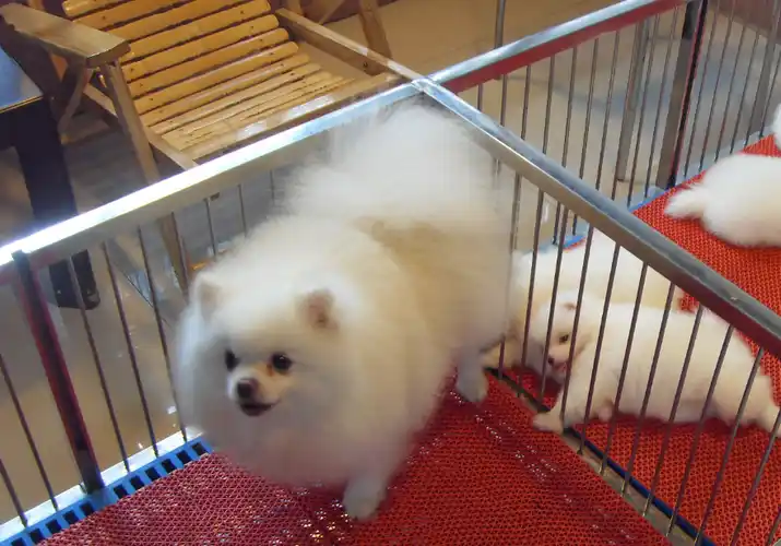 博美犬多少钱一只,你买贵了吗?_价格_狗狗_血统