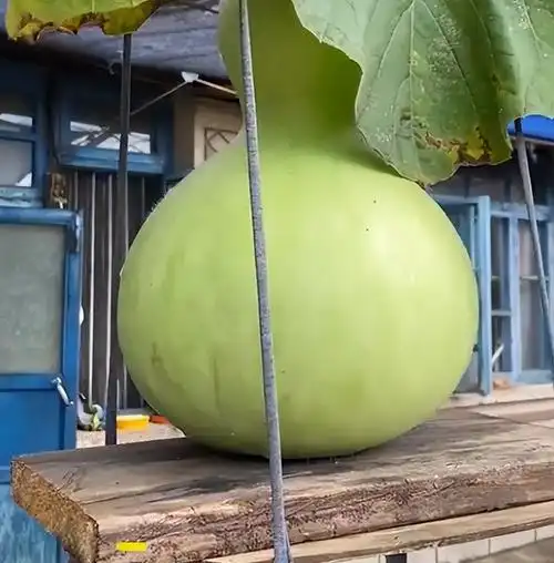 辽宁一小院藤上正好结7个大葫芦挨个坐雅座网友爷爷呢