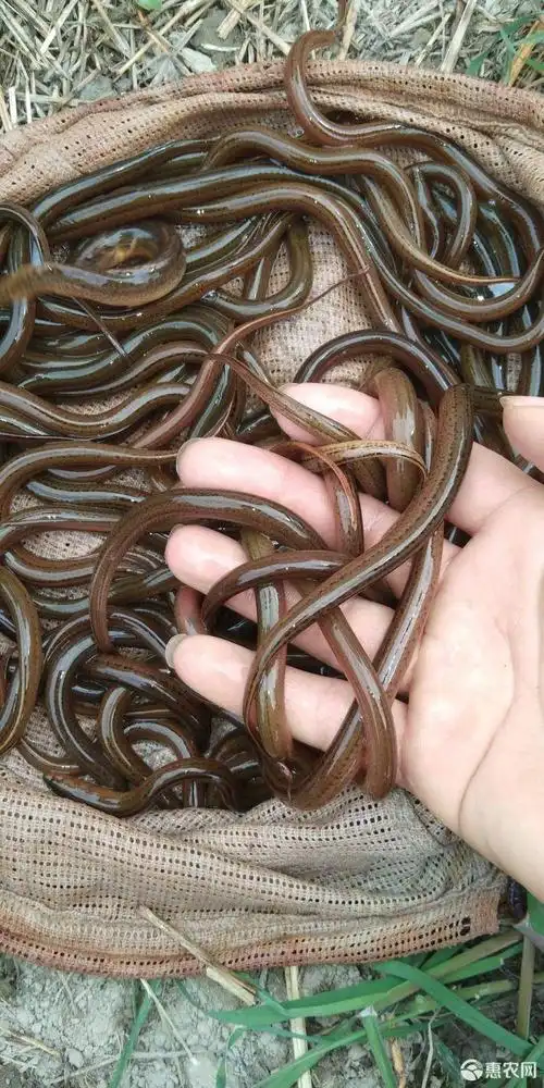 正大9号黄鳝苗 支持送货上门,货到付款量大从优,四川,云南,贵州,湖南