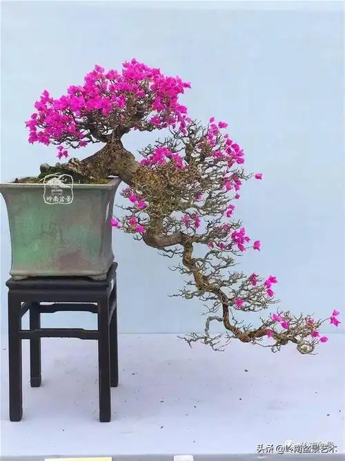 文人式三角梅盆景(我只说一个"服"字!) - 彝家农业网
