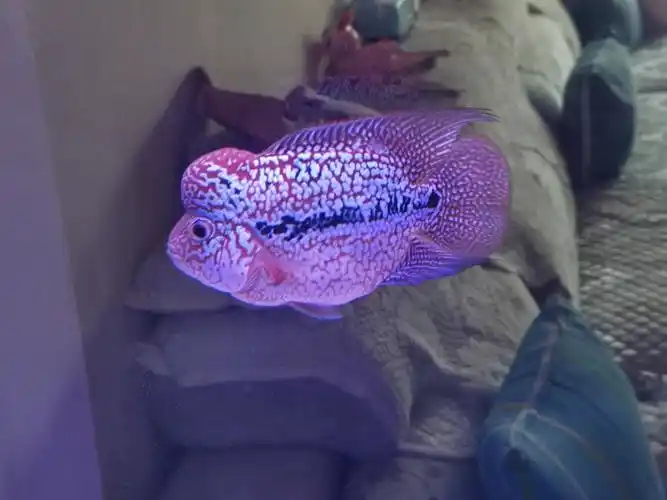 求大神鉴赏一下这条金花罗汉鱼的品质如何