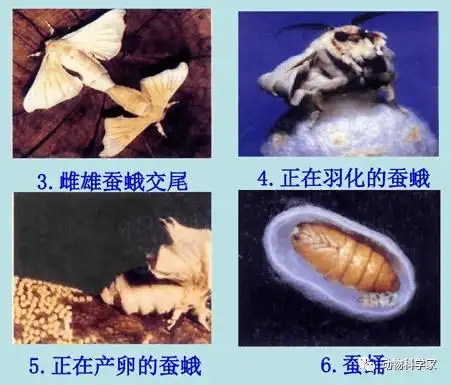 小朋友最喜欢的宠物:蚕宝宝