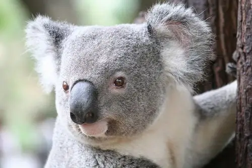 singapore zoo: four koalas from australia coming to singapore