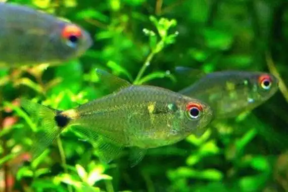 头上有灯的鱼是什么鱼 灯鱼品种大全