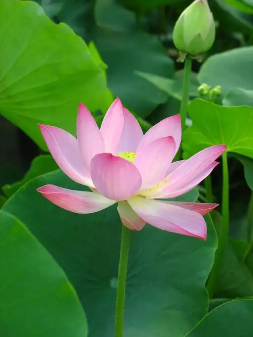 【原创诗】学习作诗,其乐无穷