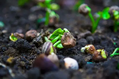 大量销售新植物种子盆栽花卉种子真正发财树种子优质林木种子