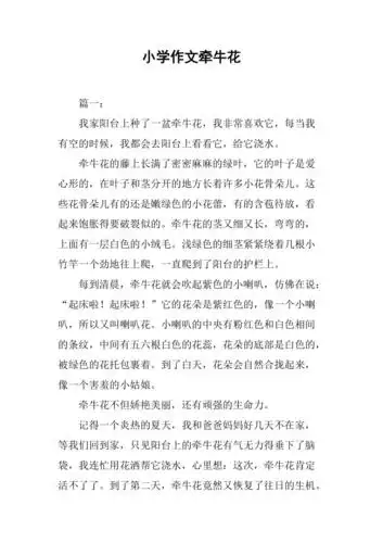 小学作文牵牛花