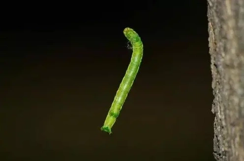 防治国槐尺蠖要当时