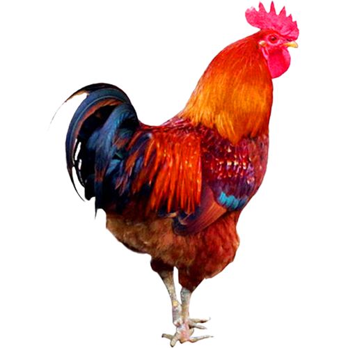 农家收购生态散养1年土鸡大红公鸡跑山鸡叫养生活鸡5斤多现杀包邮