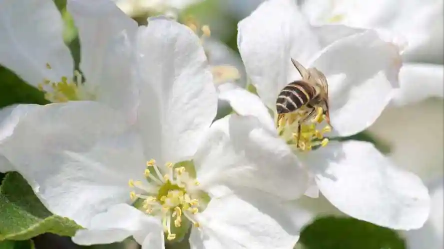 蜜蜂 苹果花 4k