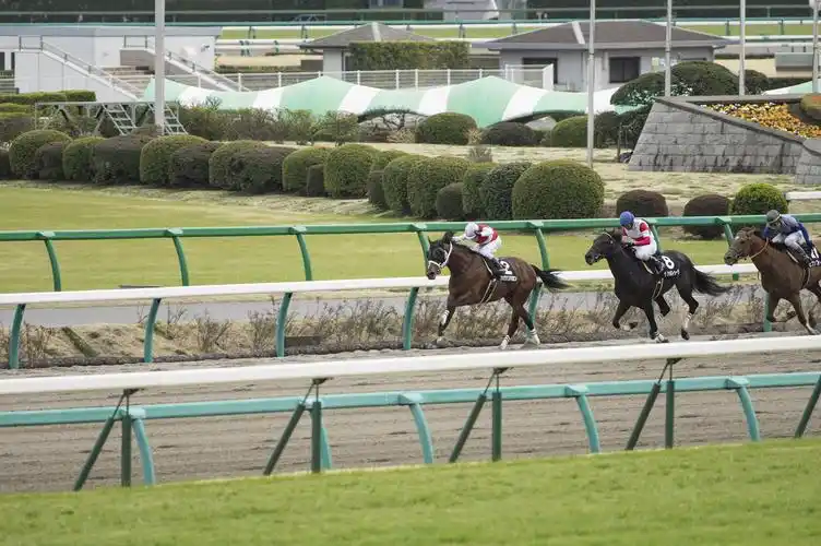 赛马免费图片800x600分辨率查看