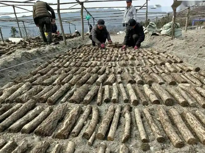 幸福村里"春意闹"_种植_政策_天麻