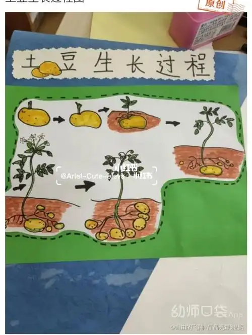 土豆的生长过程图二为老师发来的图