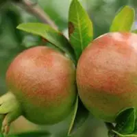 口味酸甜快成熟的季节石榴头像图片象征了繁荣美好红红火火的日子