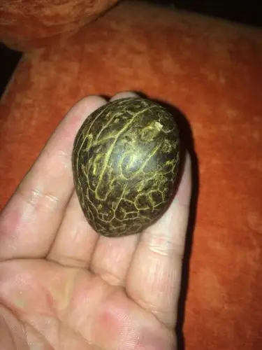 有谁知道这样的象牙果如何盘玩,求攻略,谢谢了