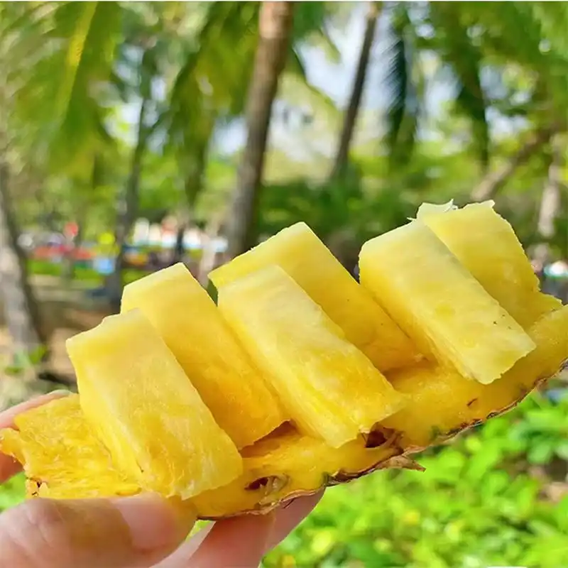 海南金钻凤梨,这是一种来自热带海南的珍稀水果.