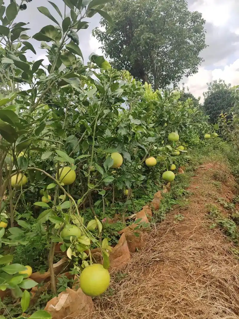 柚子树50元一棵