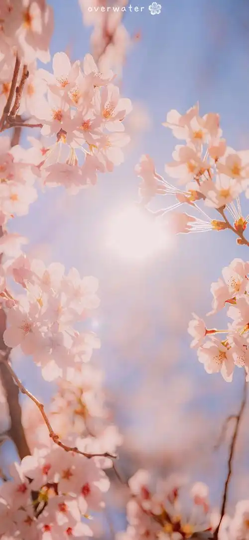 阳光与你都是温暖且美好的