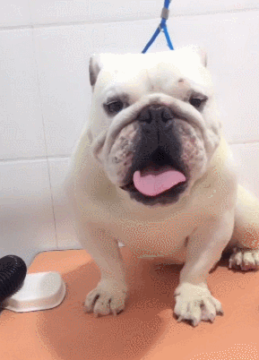 恶搞狗狗沙皮狗吐舌头gif动图_动态图_表情包下载_soogif