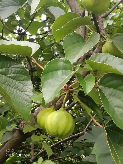 木桐子,现在很少有知道它是做什么的.