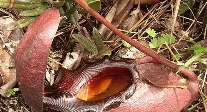 奇闻:世界上最大的猪笼草,传说会吃人,真的会吃人吗?