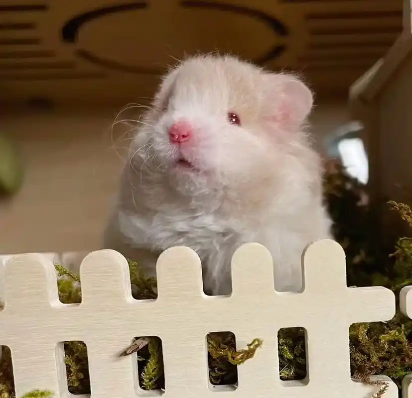 卷毛鸽灰波弟弟   颜值超高的崽崽00#宠物 #金丝熊 #萌 - 抖音