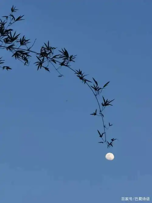 诗歌:挂在枝头的月亮