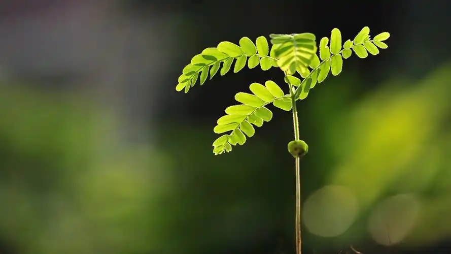 绿色护眼清新植物,高清图片,电脑桌面-壁纸族