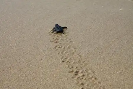 孵出的海龟在潮湿的沙子上留下脚印在它的途中入海洋照片