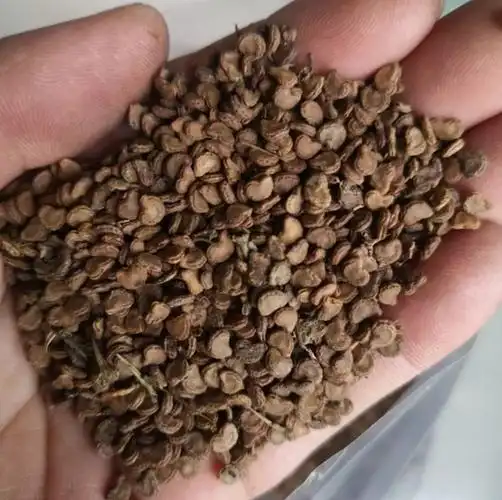 农村随处可见的曼陀罗子,为什么不能直接吃生的?