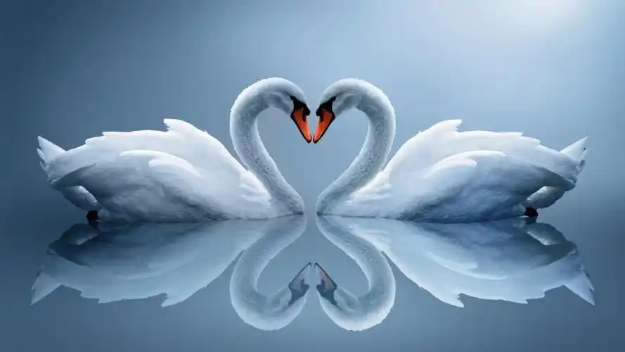 美丽的白色天鹅图片高清原图查看