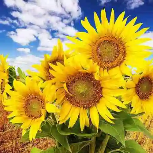 亚博登录网站首页_向日葵做头像人的性格_微信头像图片大全