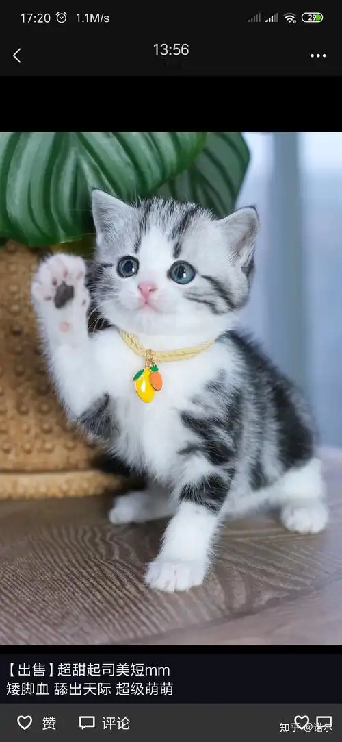 我家猫起司加白矮脚妹妹,请问找什么品种配比较好?