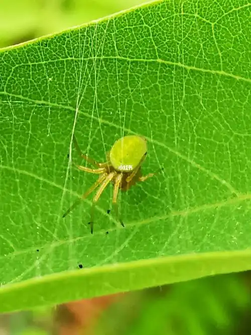 拟态伪装的捕食蛛
