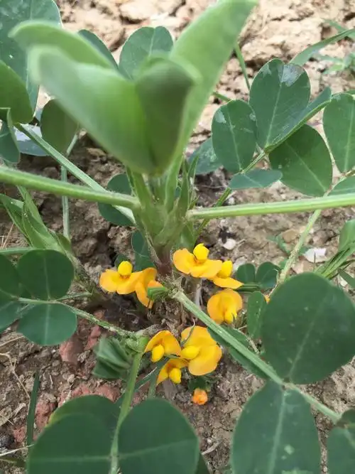 我种的花生开花了