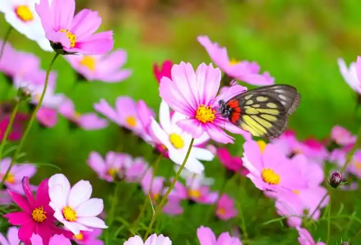 影像丨惠州这一大片格桑花海美翻了快来打卡