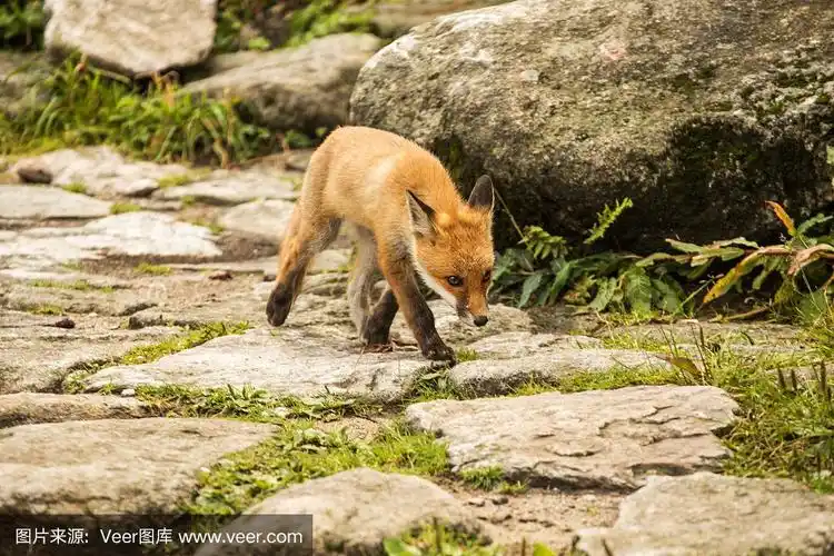 小狐狸.野生动物的照片